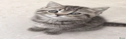 British Shorthair cats for sale: 🐾 Exceptional GCCF British Shorthair Kittens 🐾 - Advert 14