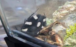 Cockroaches invertebrates for sale: Domino Roaches - Image 3