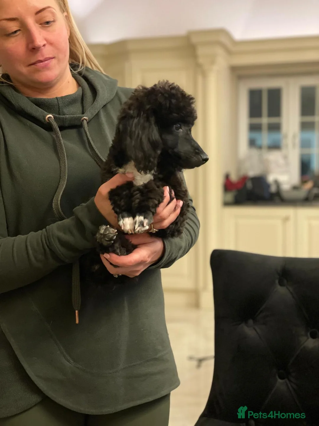 Westiepoo dogs for sale: Westiepoo west highland terrier x Toy poodle - Advert 2