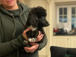 Westiepoo dogs Westiepoo west highland terrier x Toy poodle - Advert 2