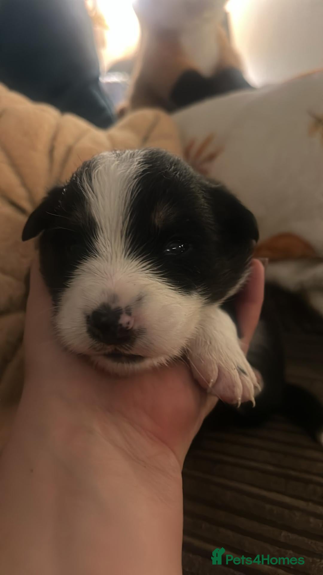 Border Collie dogs for sale: 1 MALE Border Collie Puppy left  - Advert 7