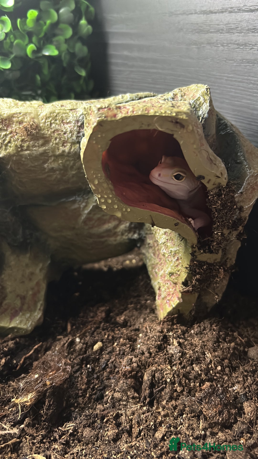 Leopard Gecko reptiles for sale: 2x Leopard Geckos for rehome - Image 4