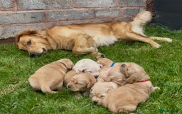 Golden Retriever dogs for sale: OUTSTANDING PEDIGREE GOLDEN RETRIVER PUPPIES KC - Image 2