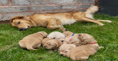 Golden Retriever dogs - Advert 4