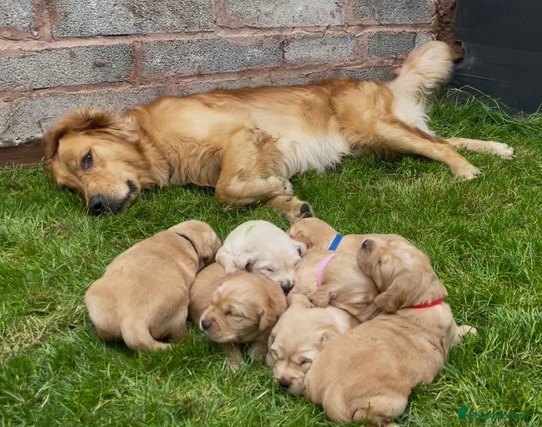 Golden Retriever dogs for sale: OUTSTANDING PEDIGREE GOLDEN RETRIVER PUPPIES KC - Image 2