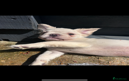 French Bulldog dogs for sale: Quality 5star🌟full visual fluffy French bulldogs  - Image 27