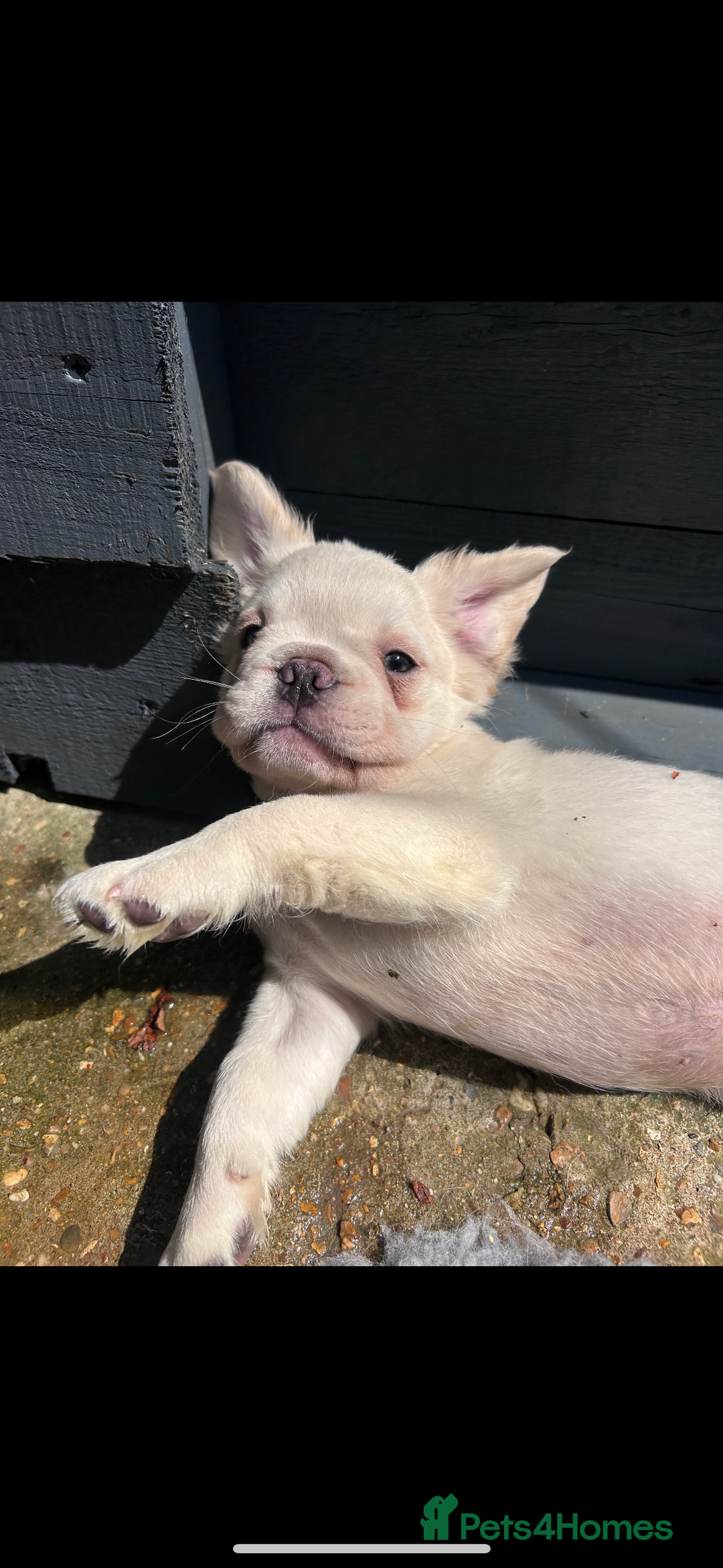 French Bulldog dogs for sale: Quality 5star🌟full visual fluffy French bulldogs  - Image 27