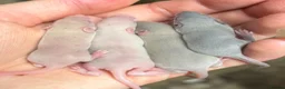 Mouse rodents for sale: Fancy Mice  - Advert 11