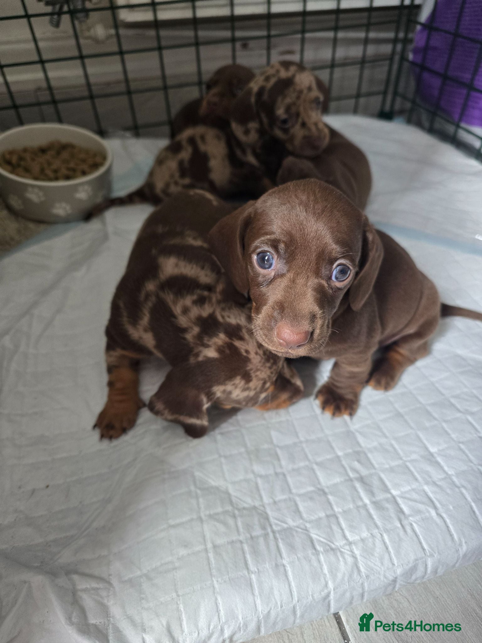 Dachshund dogs 5 mini daschund puppies are looking for home - Advert 1