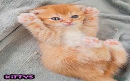 British Shorthair cats for sale: Adorable Kittens Ready For New Home - Image 34