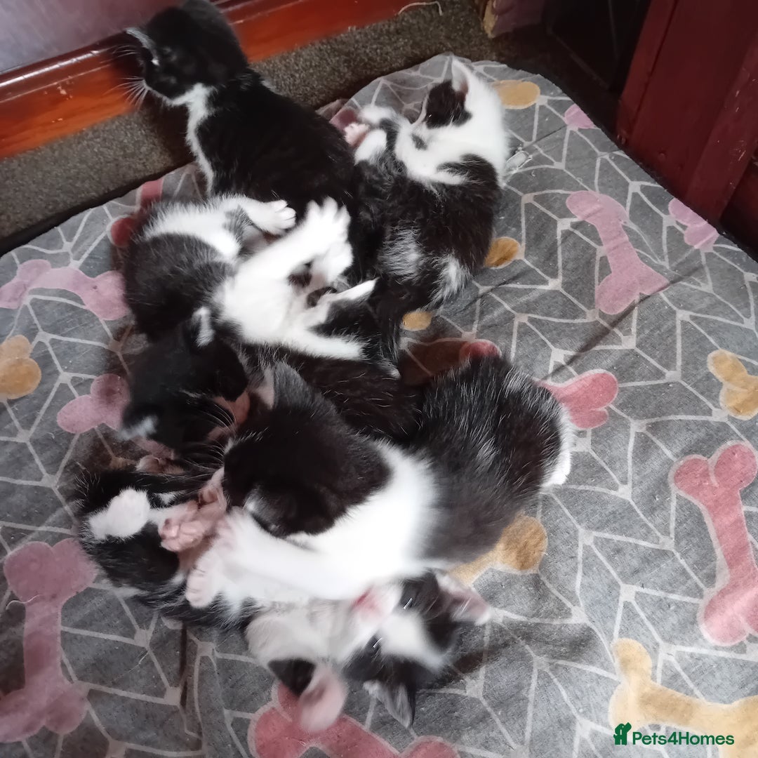 Mixed Breed cats for sale: Male and female kittens for sale  - Image 9