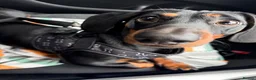Dachshund dogs for sale: Arlo  - Advert 4