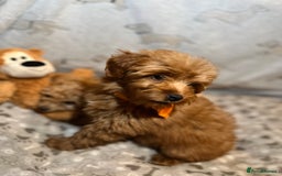 Miniature Poodle dogs for sale: 🐶 Miniature Poodle Puppies! 🐾 - Image 4