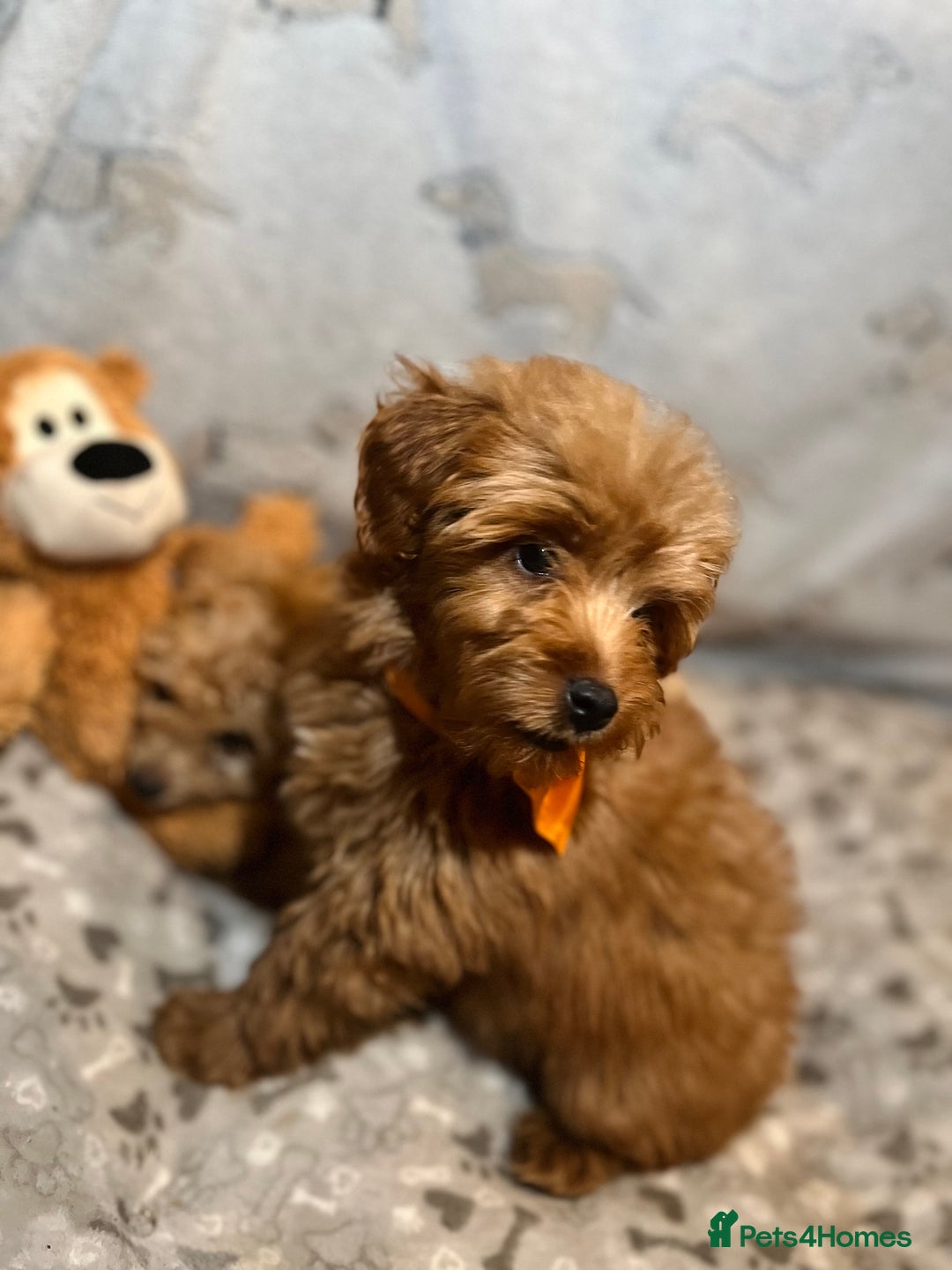 Miniature Poodle dogs for sale: 🐶 Miniature Poodle Puppies! 🐾 - Image 4