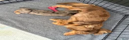 Dachshund dogs for sale: 2x Long haired dachshunds - Advert 12