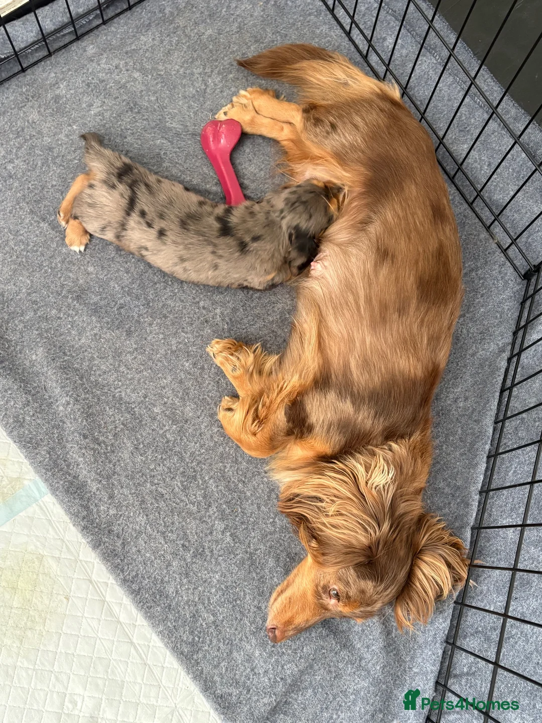 Dachshund dogs for sale: 2x Long haired dachshunds - Advert 12