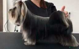 Yorkshire Terrier dogs for sale: Yorkshire Terriers - couple  - Image 4