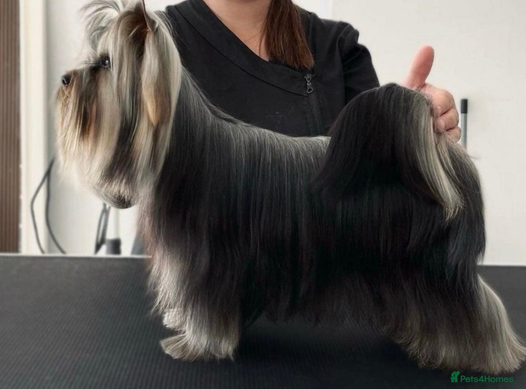 Yorkshire Terrier dogs for sale: Yorkshire Terriers - couple  - Image 4