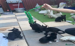 Mixed Breed cats for sale: Mixed breed kittens - Image 5