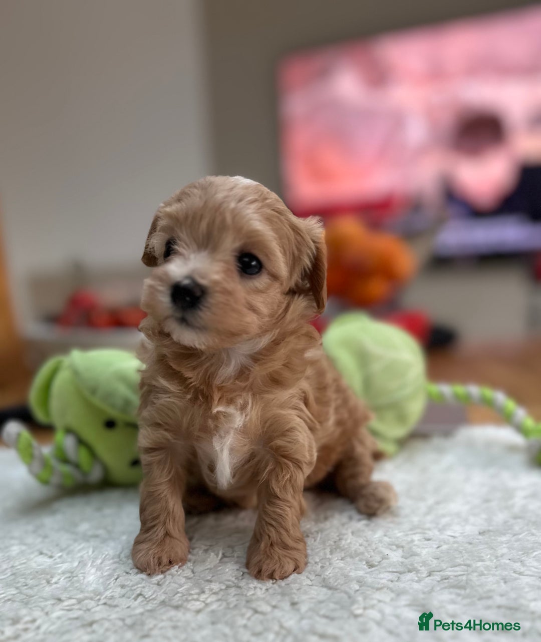 Maltipoo dogs for sale: F1 Mini Maltipoo - Advert 8