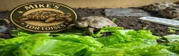 Tortoise reptiles for sale: Baby Horsfield Tortoises and Set Ups! - Advert 8