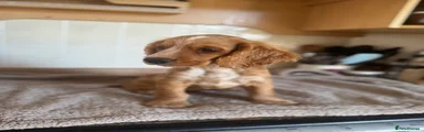 Cocker Spaniel 2