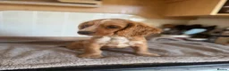 Cocker Spaniel dogs for sale: KC registered English Working Cocker Spaniels - Advert 4
