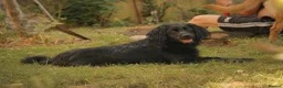 Mixed Breed dogs for sale: Gorgeous Labrador cross pups in Bury Saint Edmunds - Advert 2