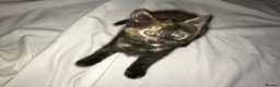 Domestic Shorthair cats for sale: Kittens For Their Next Journey - Advert 4