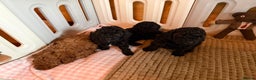 Toy Poodle dogs for sale: Toy poodle puppies  - Advert 1