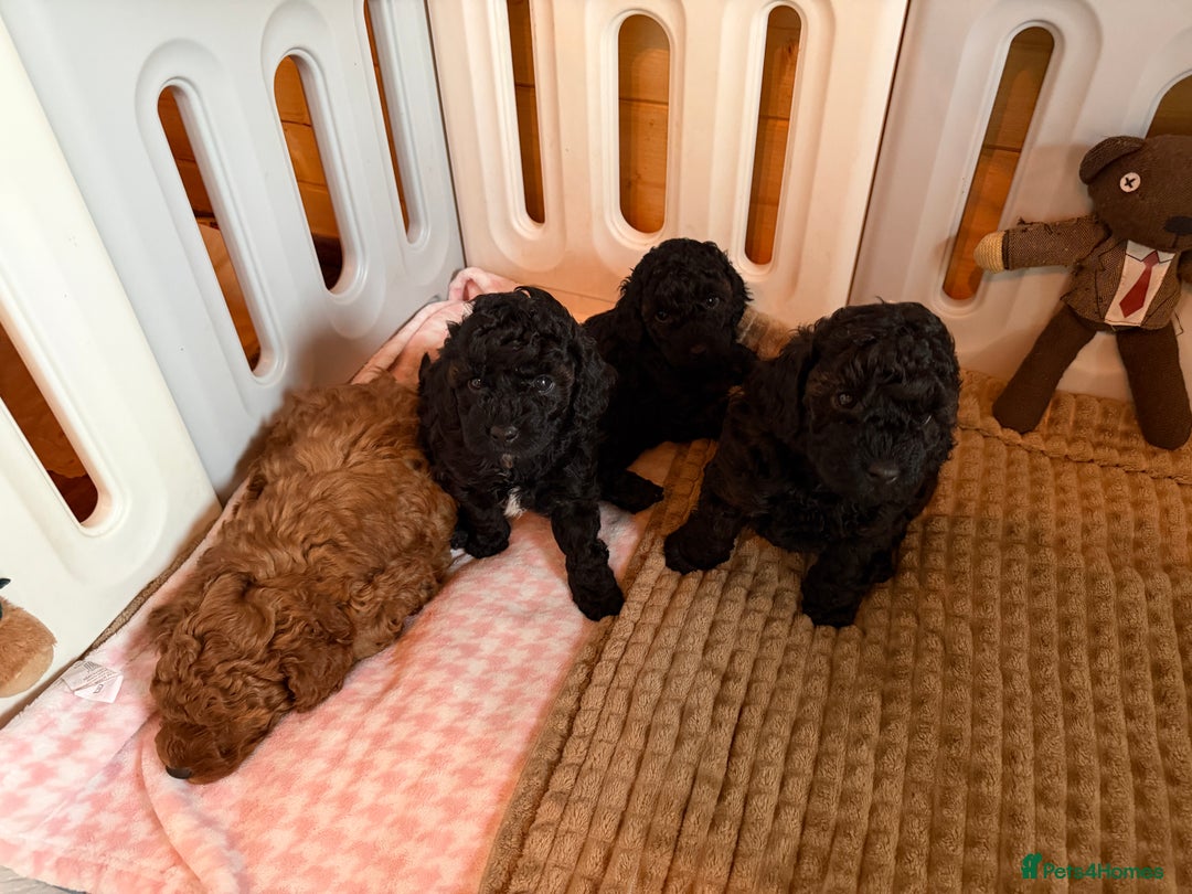 Toy Poodle dogs for sale: Toy poodle puppies  - Advert 1