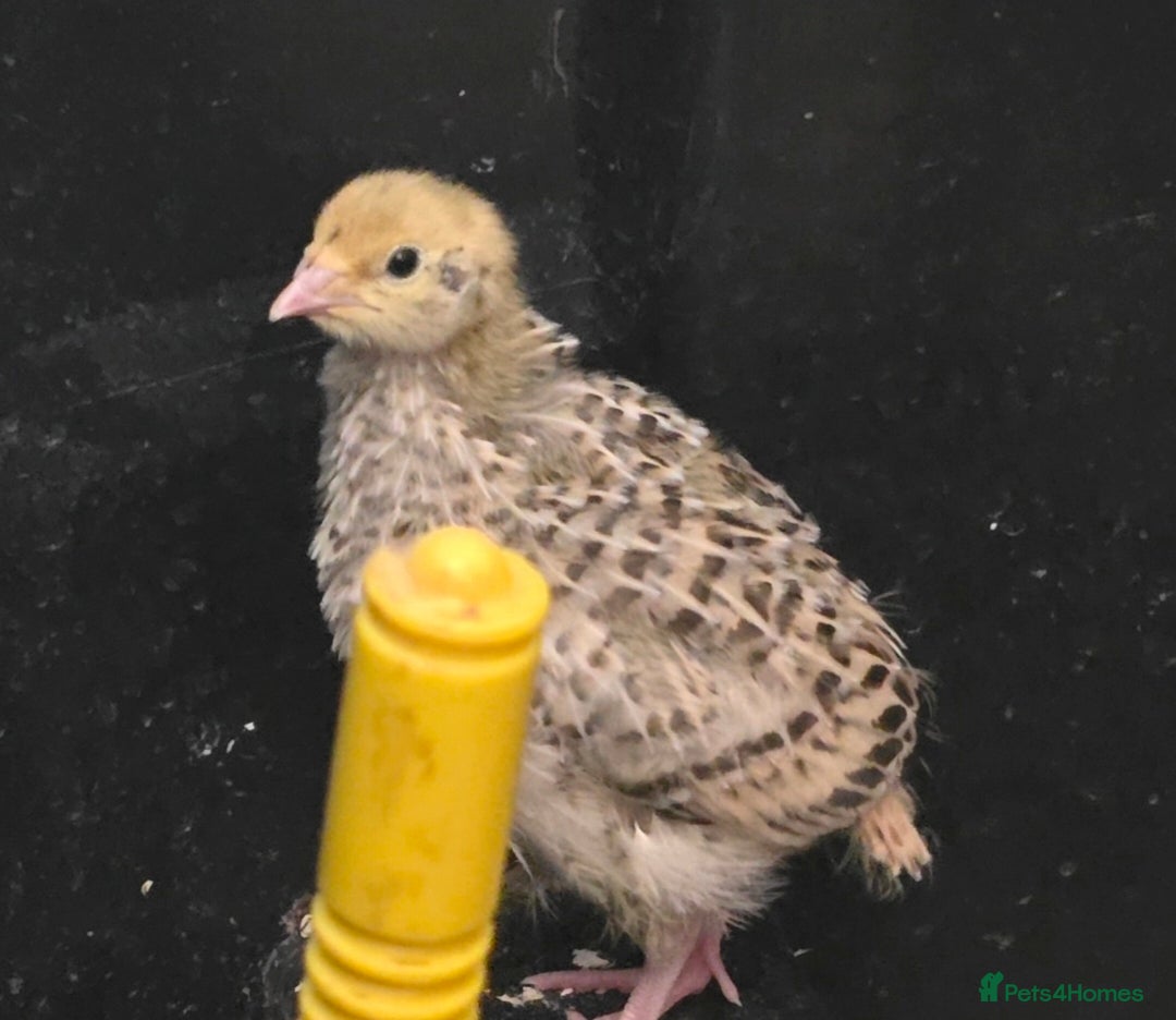 Quail poultry for sale: Quails for sale (courtnix) - Advert 1
