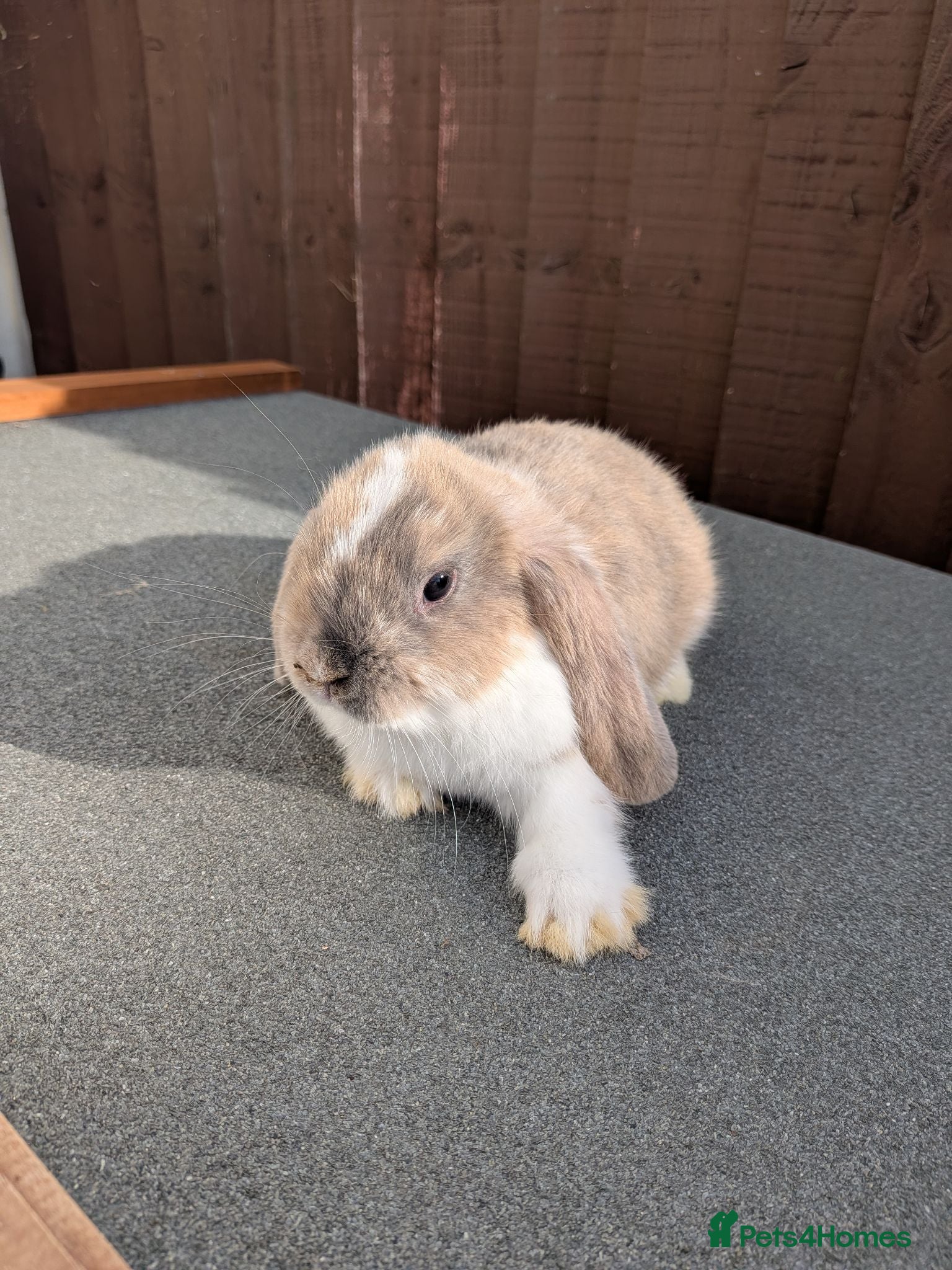 Mini Lop rabbits 3 x litters of Purebred Mini Lops AVAIL TO RESERVE - Advert 2