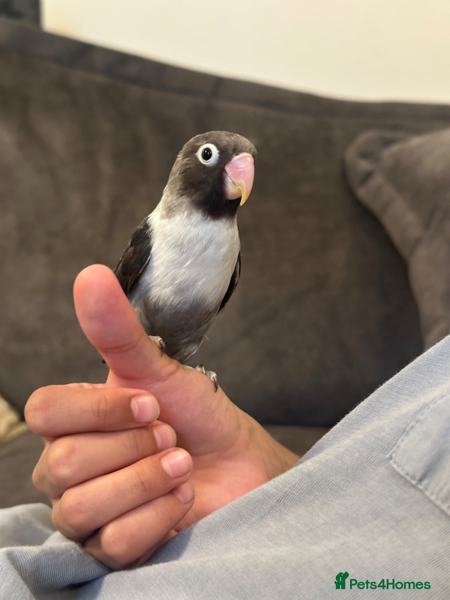 Lovebirds birds Beautiful DNA Tested Male Black Masked Lovebird - Advert 2