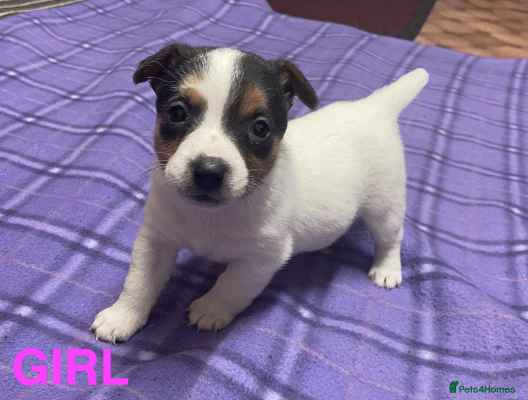 Jack Russell dogs for sale: Jack Russell Puppies - Advert 3