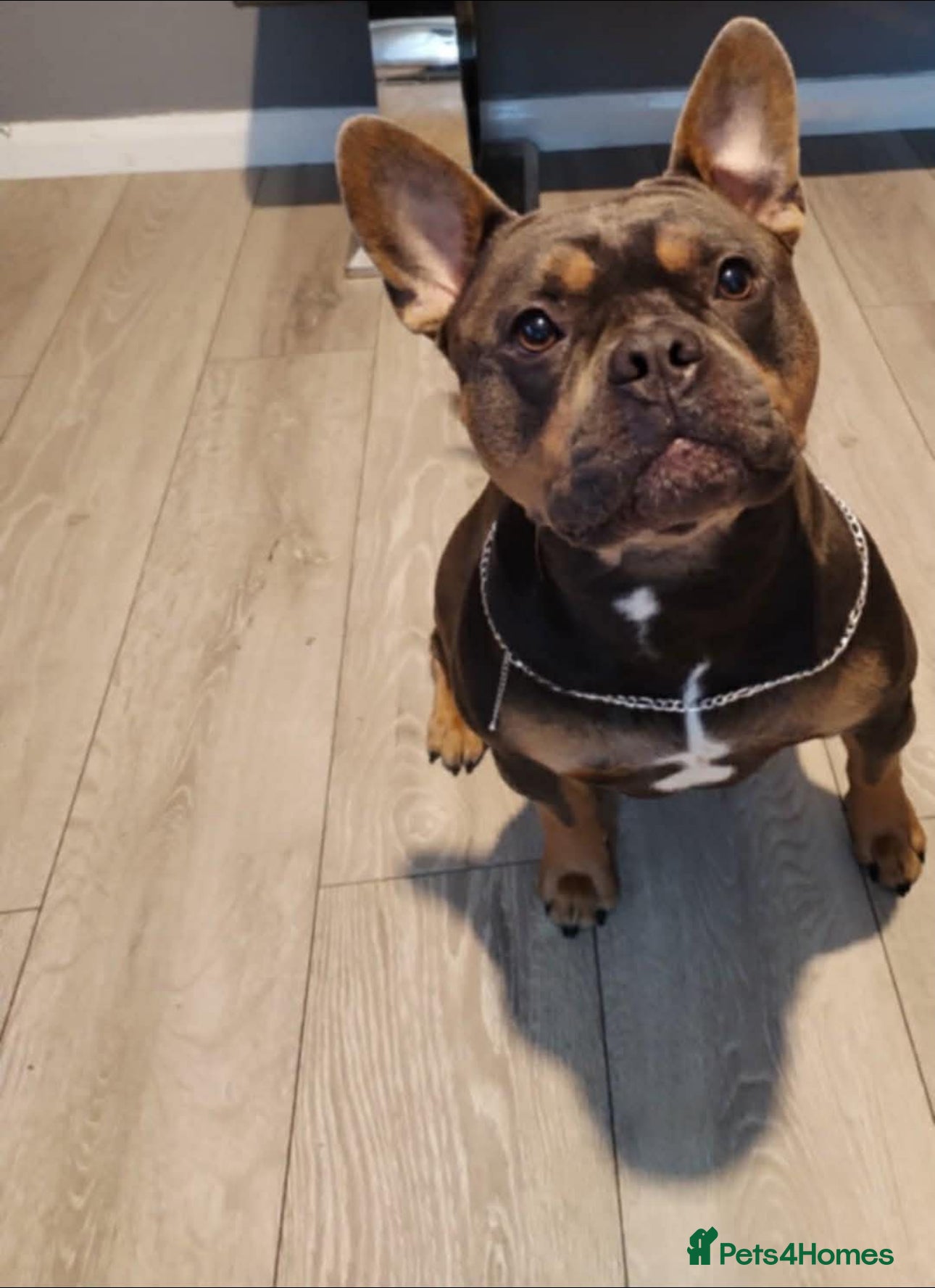 Mixed Breed dogs French American bully  - Advert 7