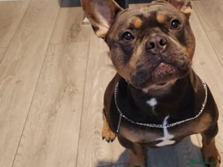 Mixed Breed dogs French American bully - Advert 3