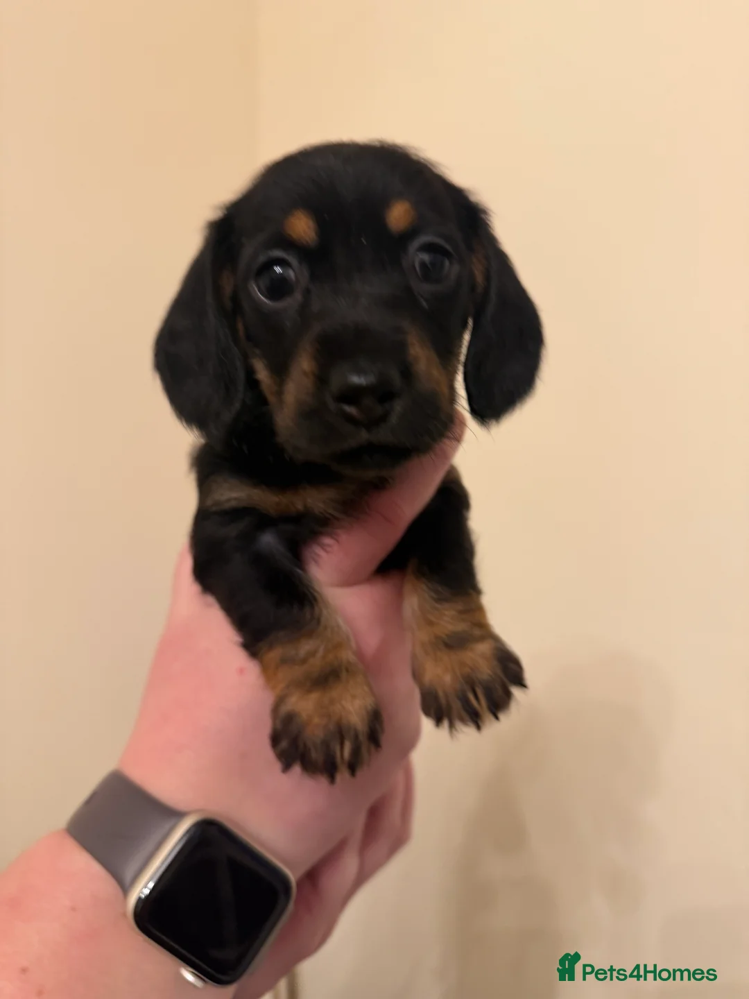 Miniature Dachshund dogs for sale: Miniature Dachshunds  - Advert 4