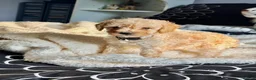 Mixed Breed dogs for sale: Adorable Miniature Poodle Puppies - Advert 2