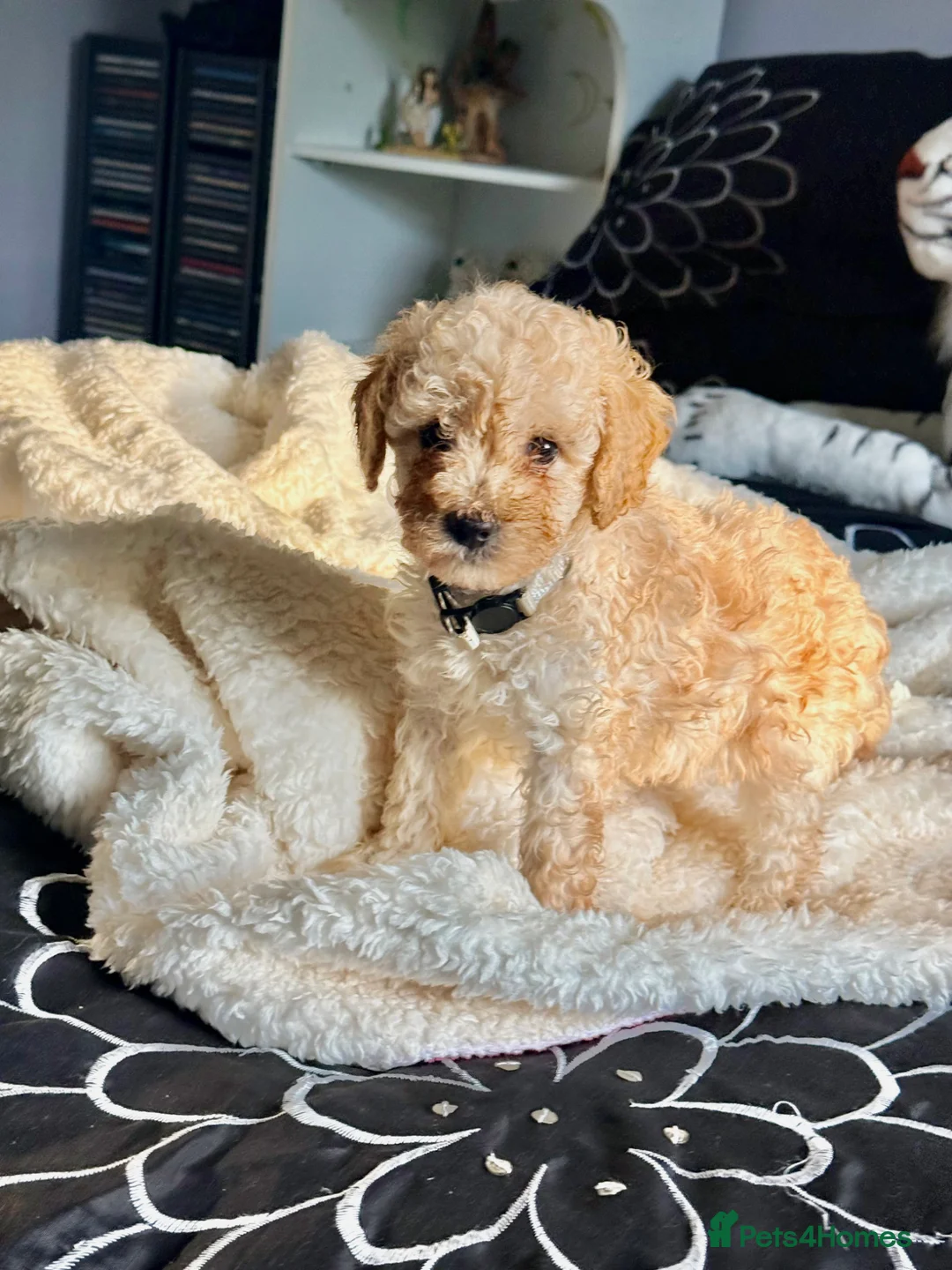 Mixed Breed dogs for sale: Adorable Miniature Poodle Puppies - Advert 2
