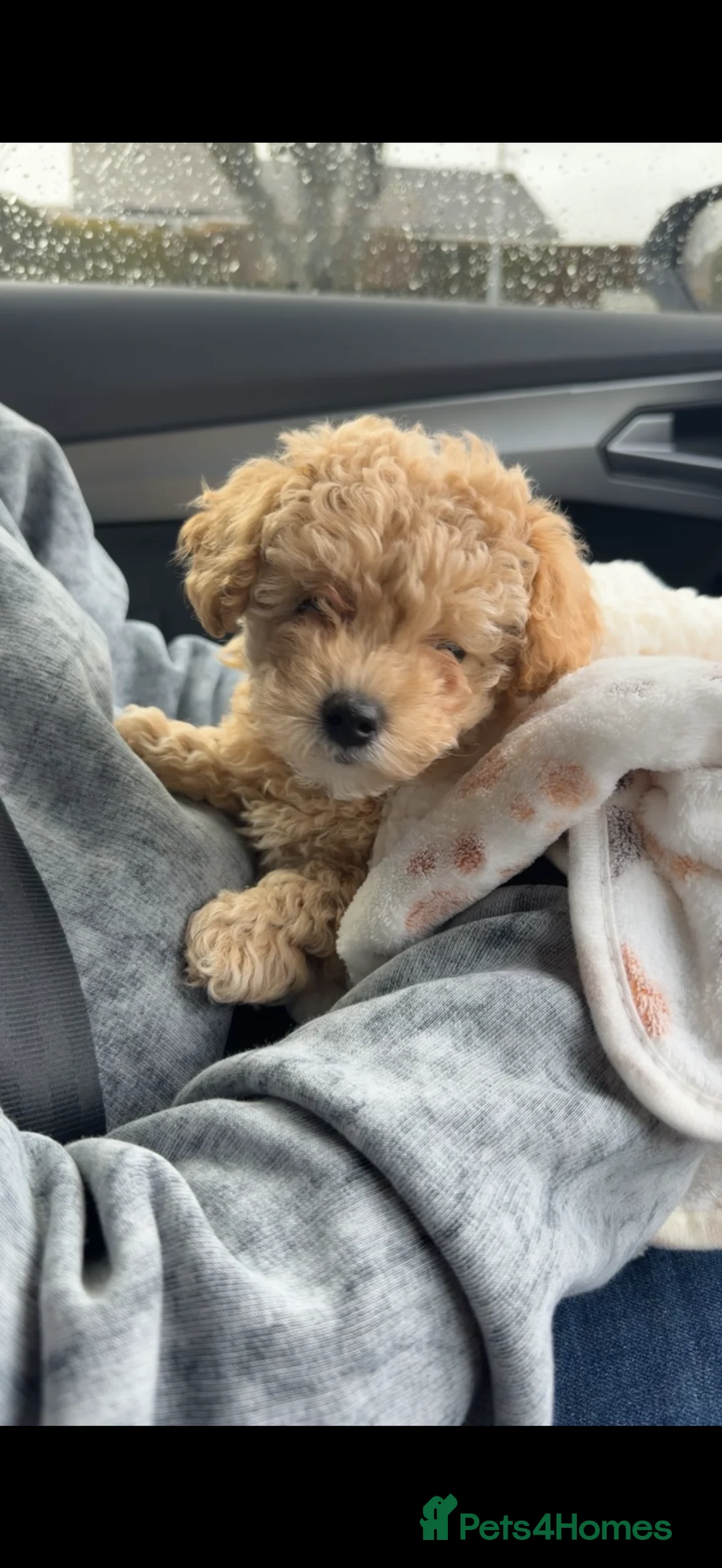 Maltipoo dogs for sale: Teddybear Maltipoo - Advert 3