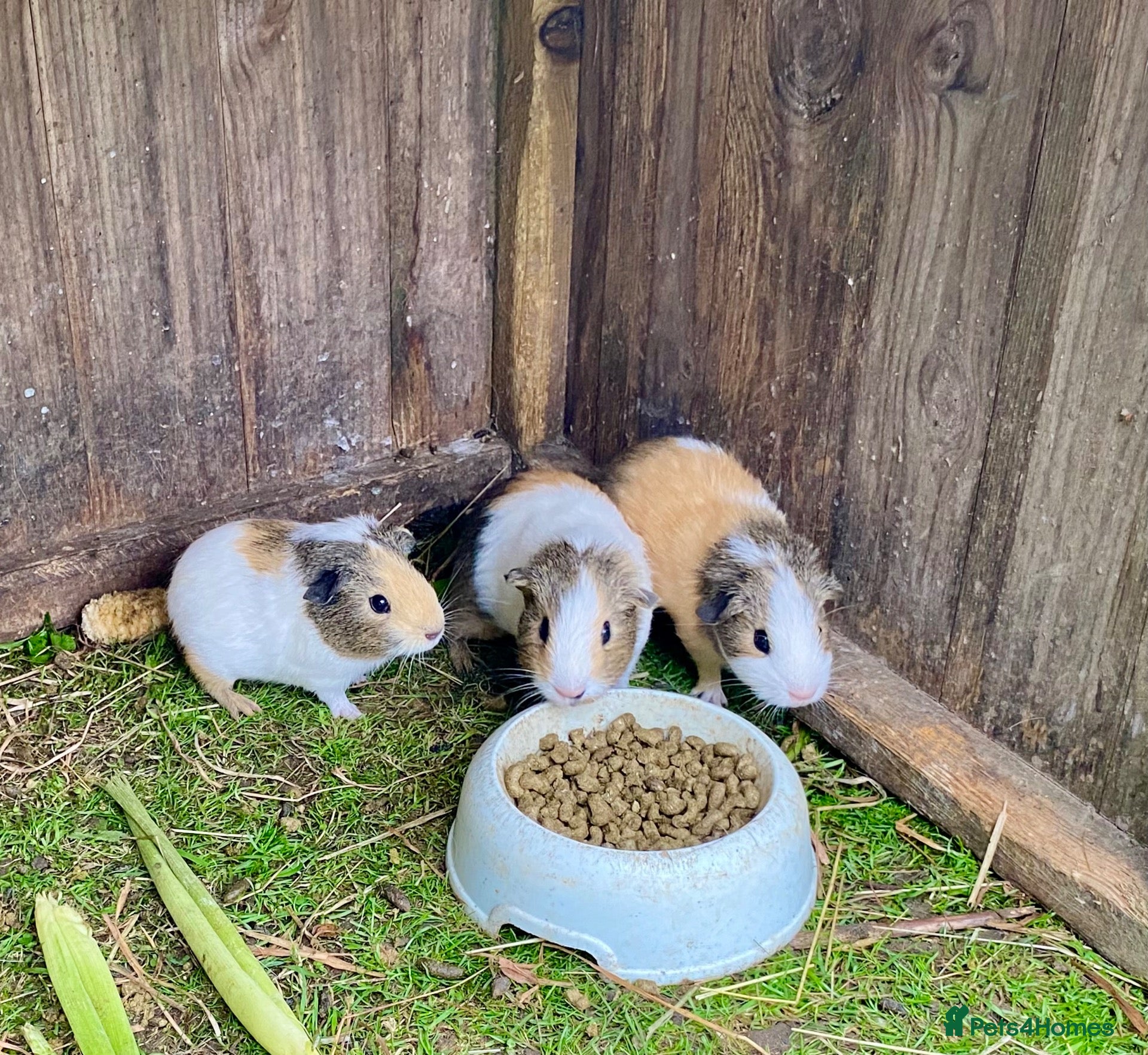 Guinea Pig rodents Lovely marked short haired Guinea pigs - Advert 4