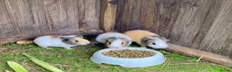Guinea Pig rodents for sale: Lovely marked short haired Guinea pigs - Advert 1