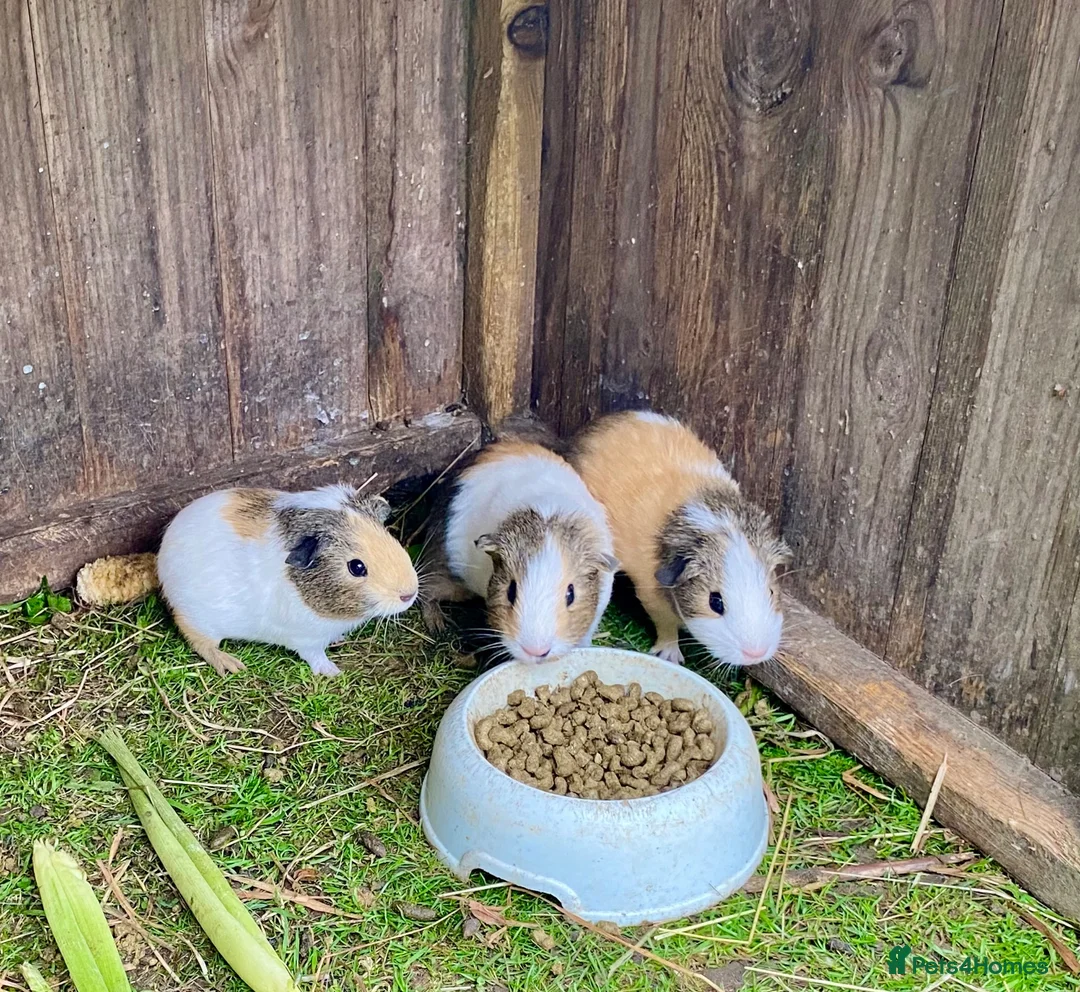 Guinea Pig rodents for sale: Lovely marked short haired Guinea pigs - Advert 1