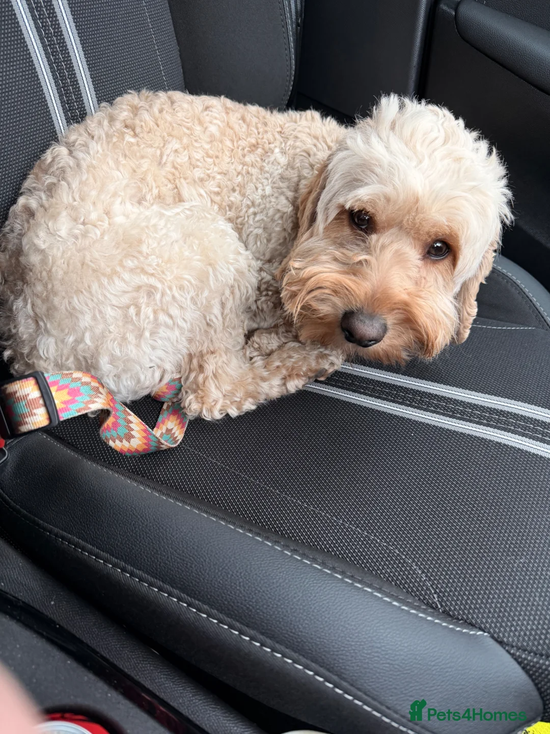 Cockapoo dogs for stud: Cockapoo available for stud - Advert 1