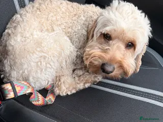 Cockapoo dogs Cockapoo available for stud - Advert 1