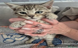 Mixed Breed cats for sale: Mixed bengal kittens  - Image 9