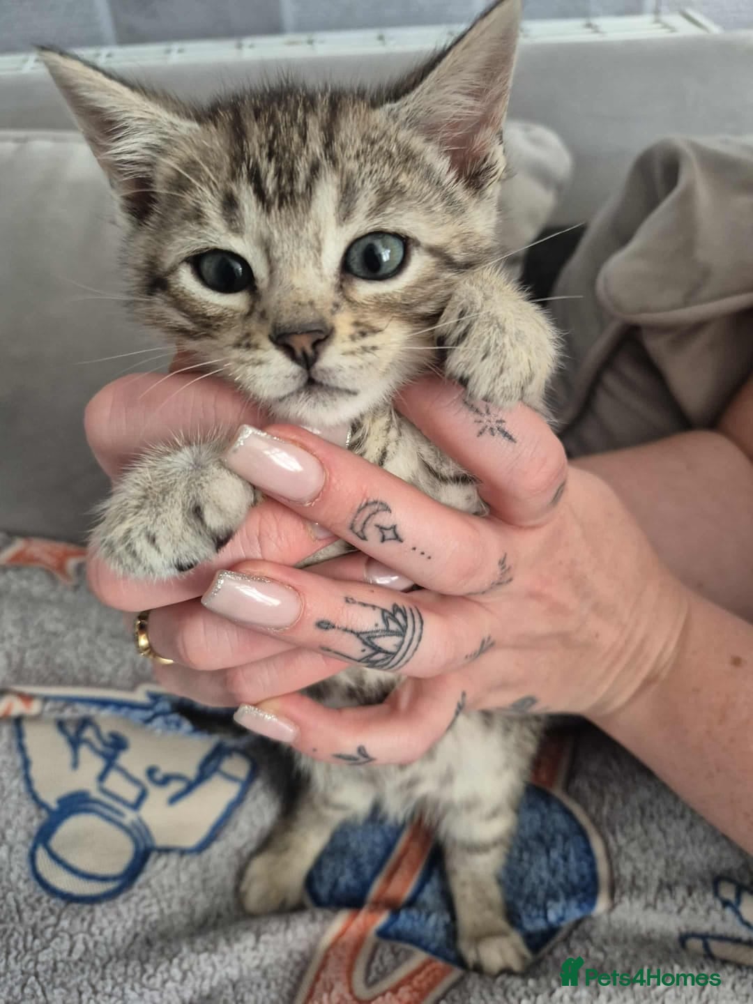 Mixed Breed cats for sale: Mixed bengal kittens  - Image 9