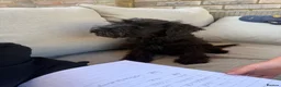 Miniature Schnauzer dogs for sale: All black mini schnauzer  - Advert 4