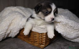 Welsh Corgi Pembroke dogs for sale: Naturally bobbed unique babies - Image 2